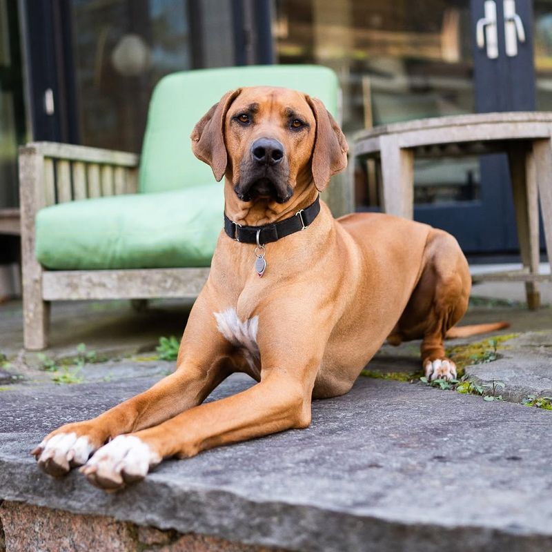 Rhodesian Ridgeback