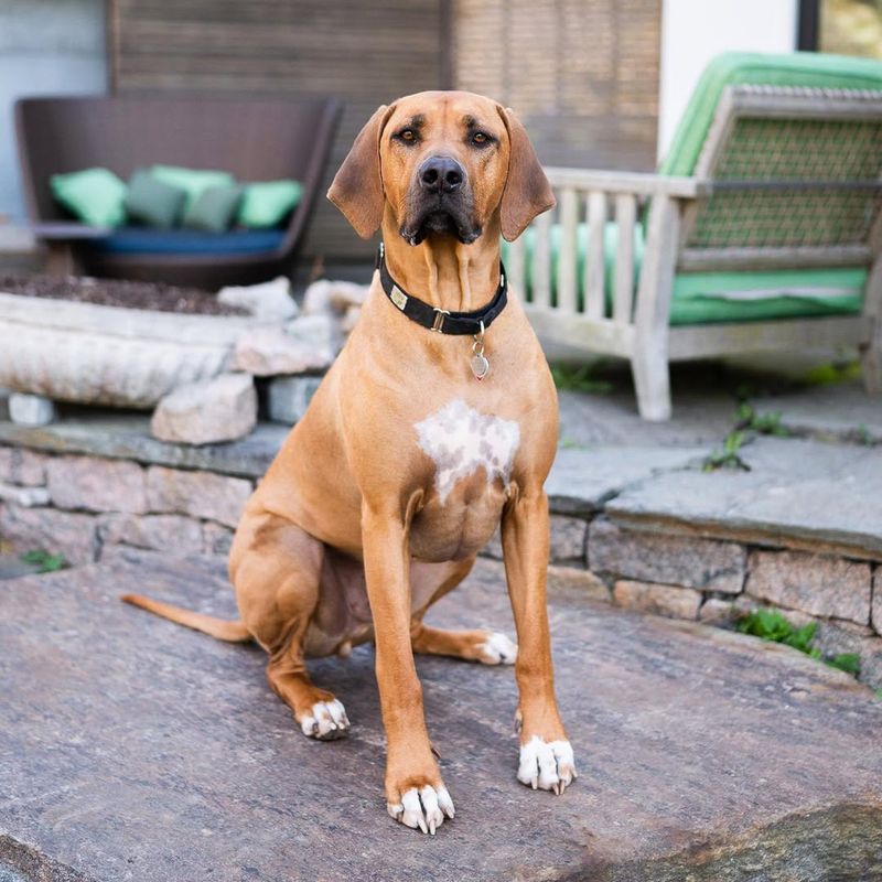 Rhodesian Ridgeback