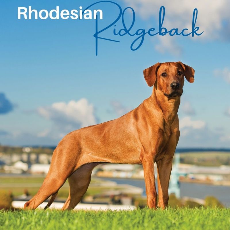 Rhodesian Ridgeback