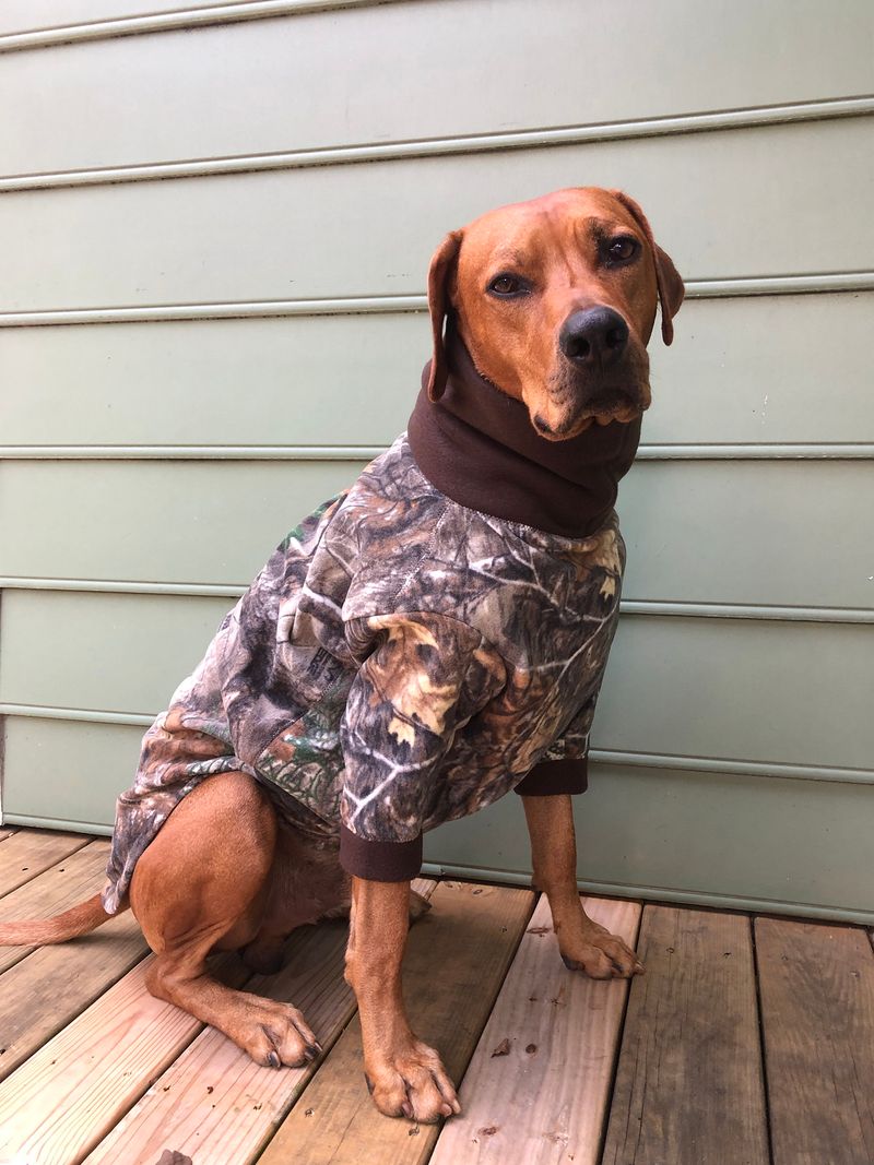 Rhodesian Ridgeback