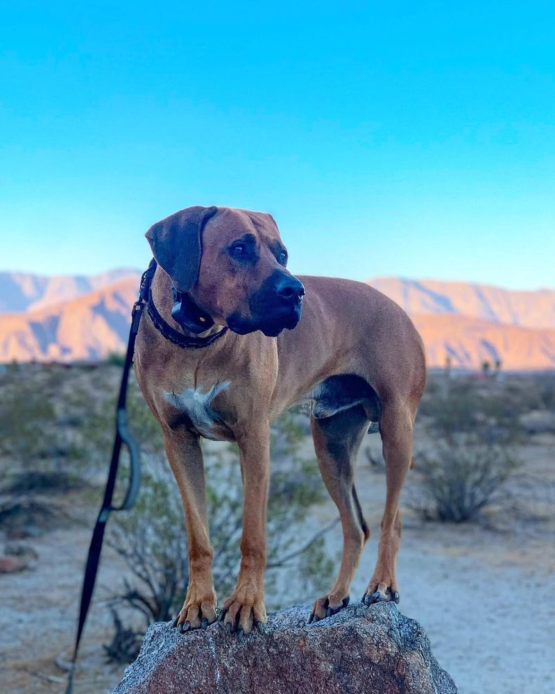 Rhodesian Ridgeback