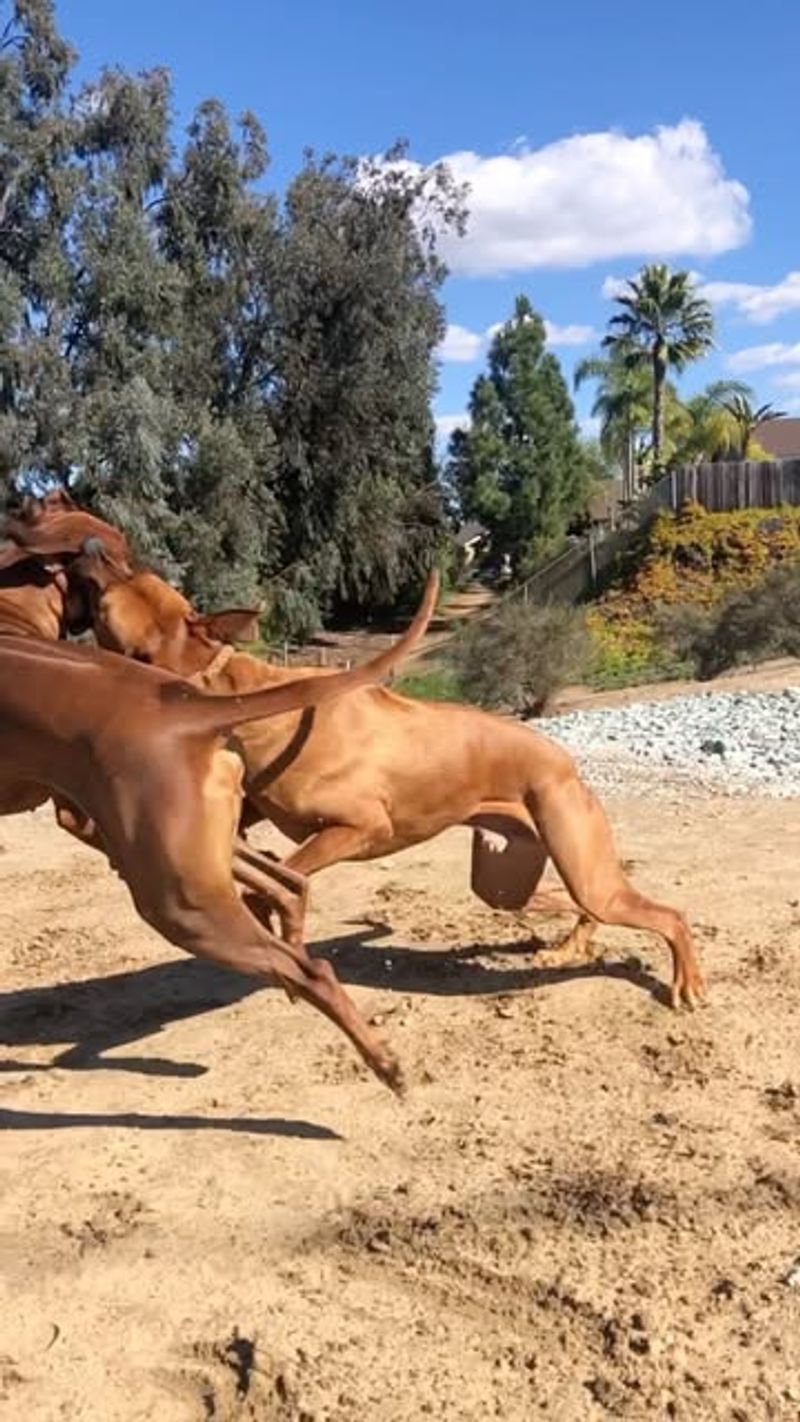 Rhodesian Ridgeback