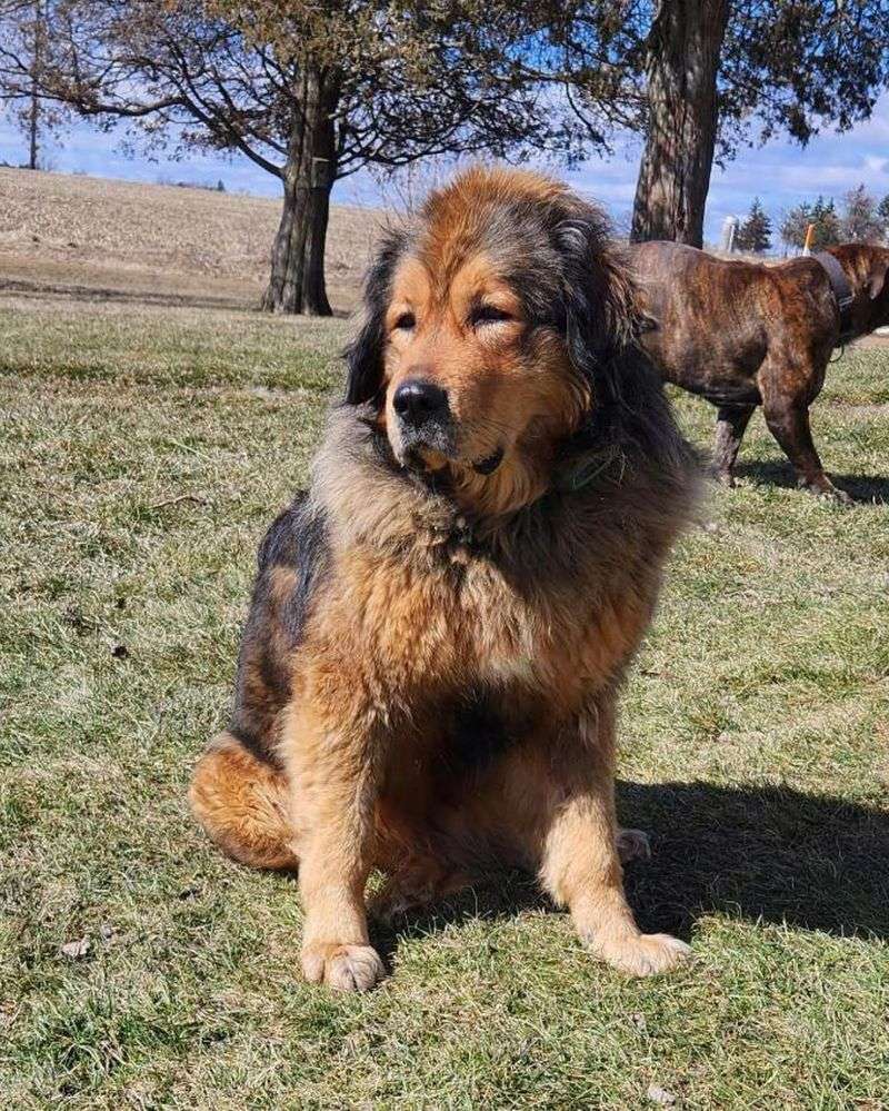 Tibetan Mastiff