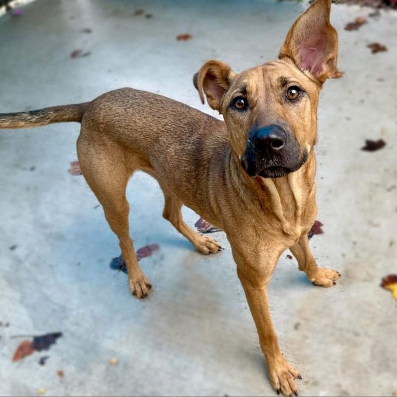 Rhodesian Ridgeback