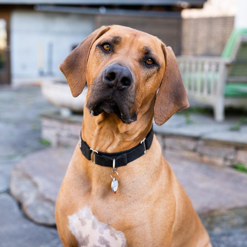 Rhodesian Ridgeback