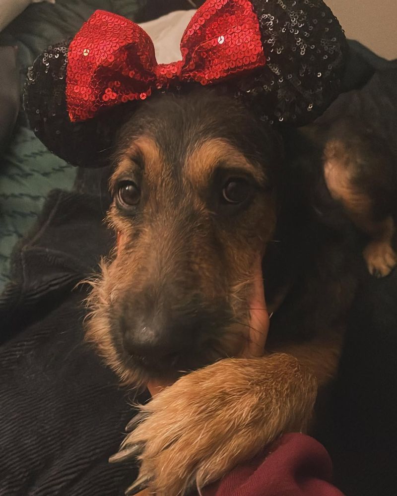 Rottiedoodle