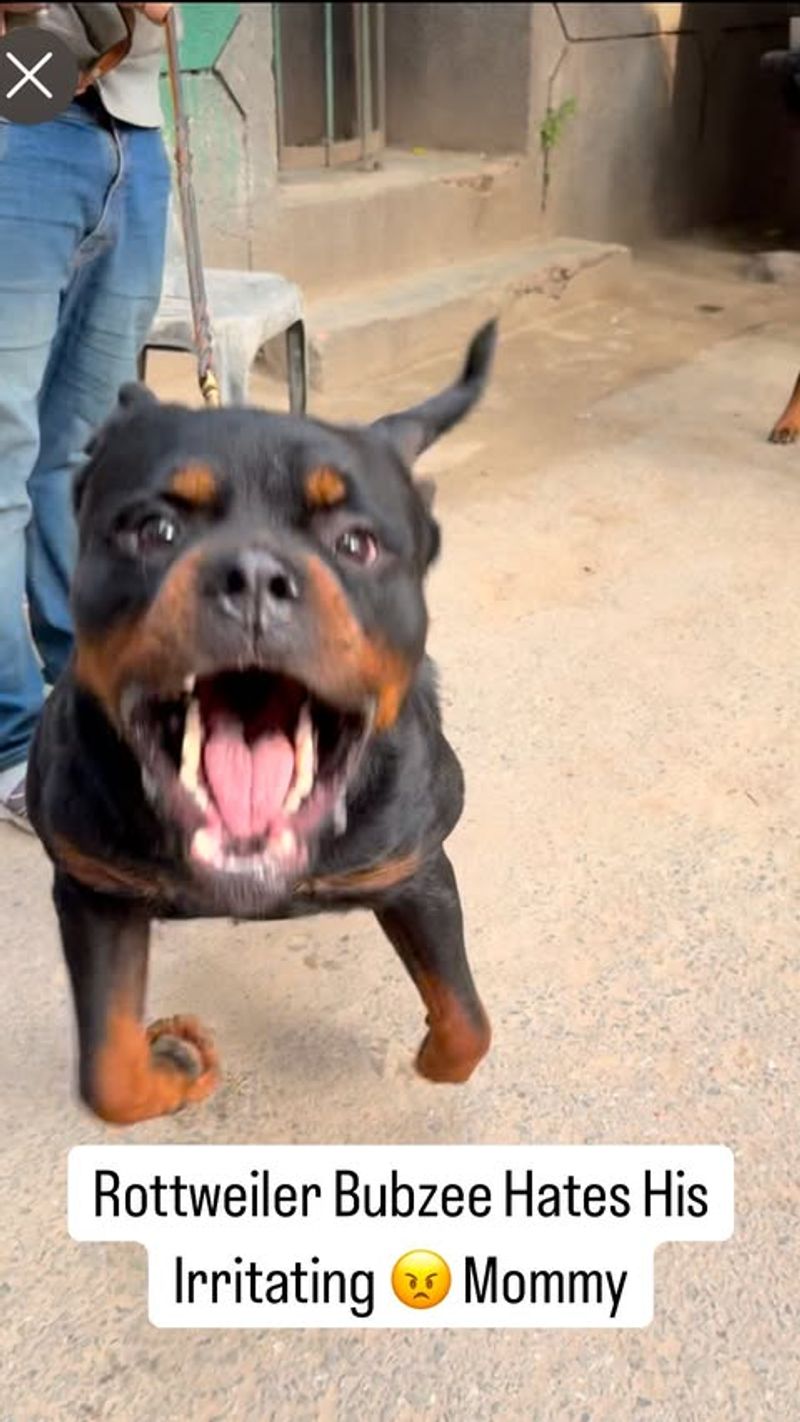 Rottweiler