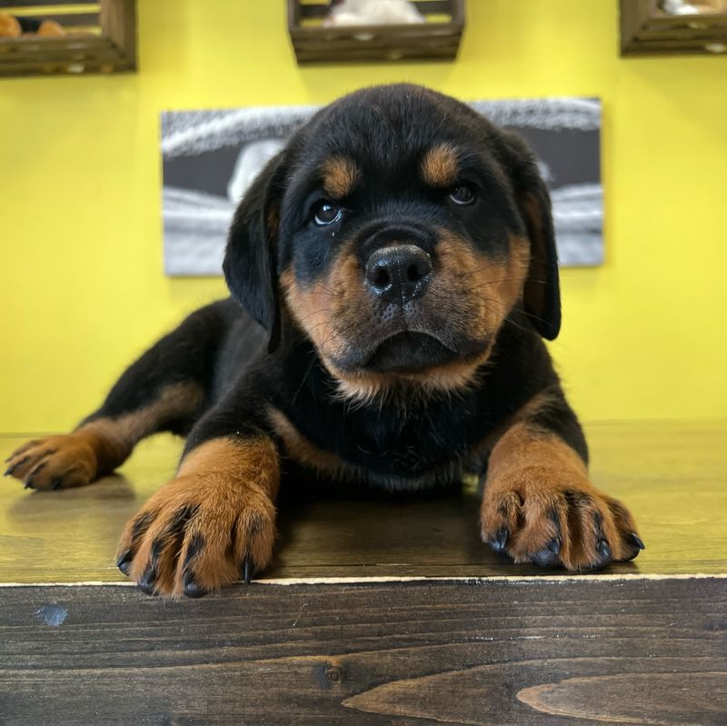 Rottweiler