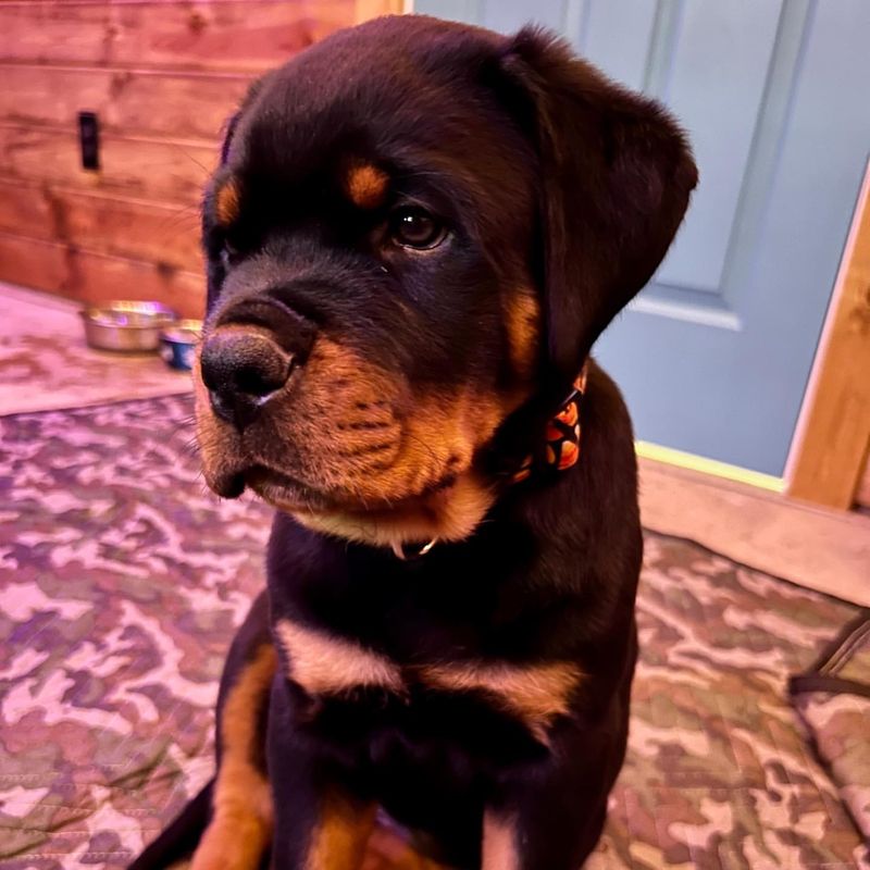 Rottweiler