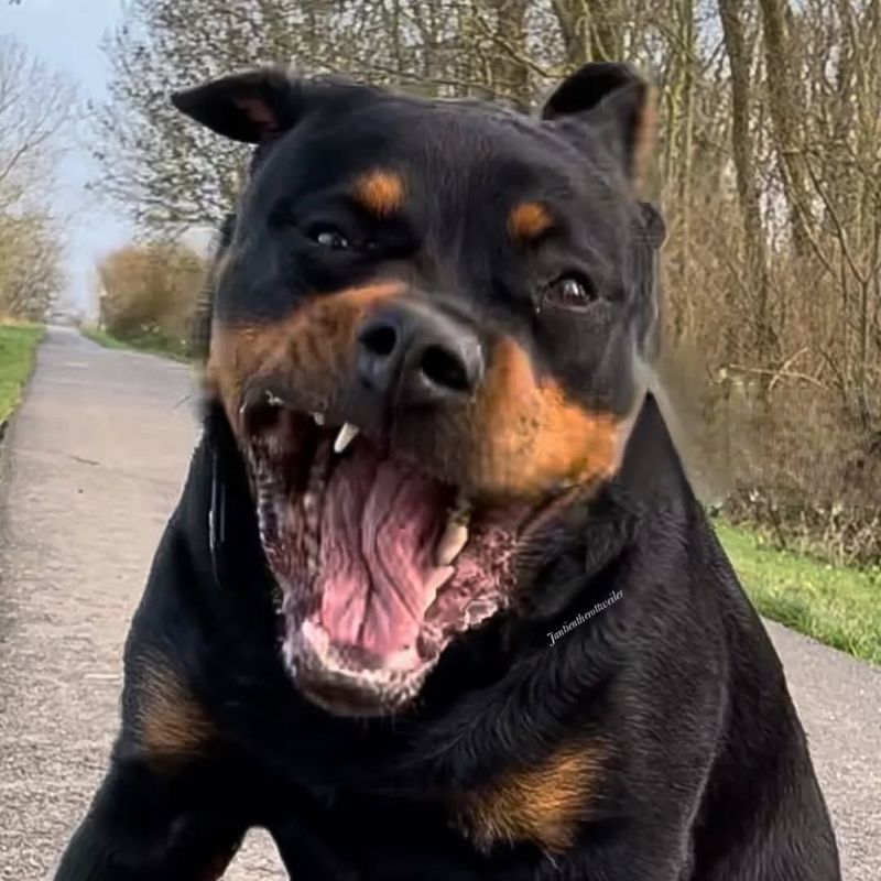 Rottweiler