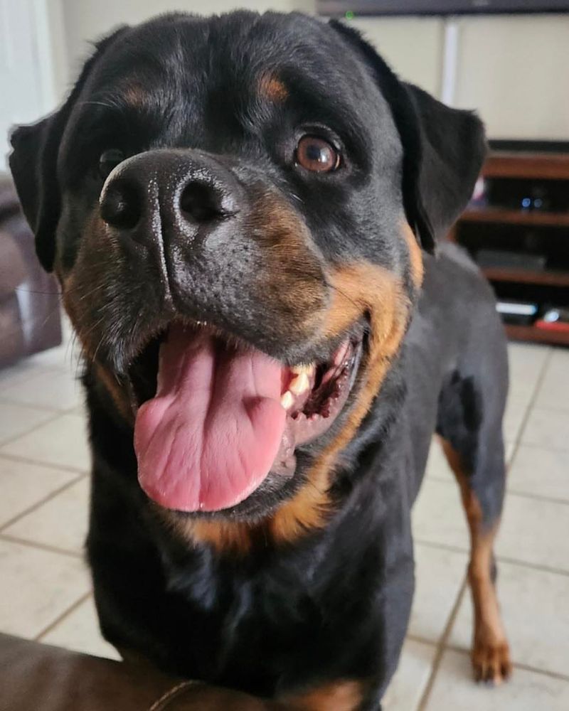 Rottweiler