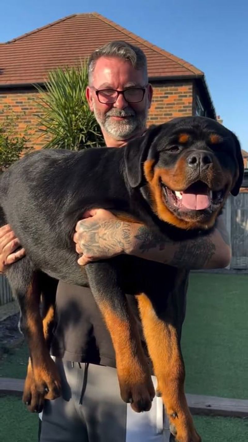 Rottweiler