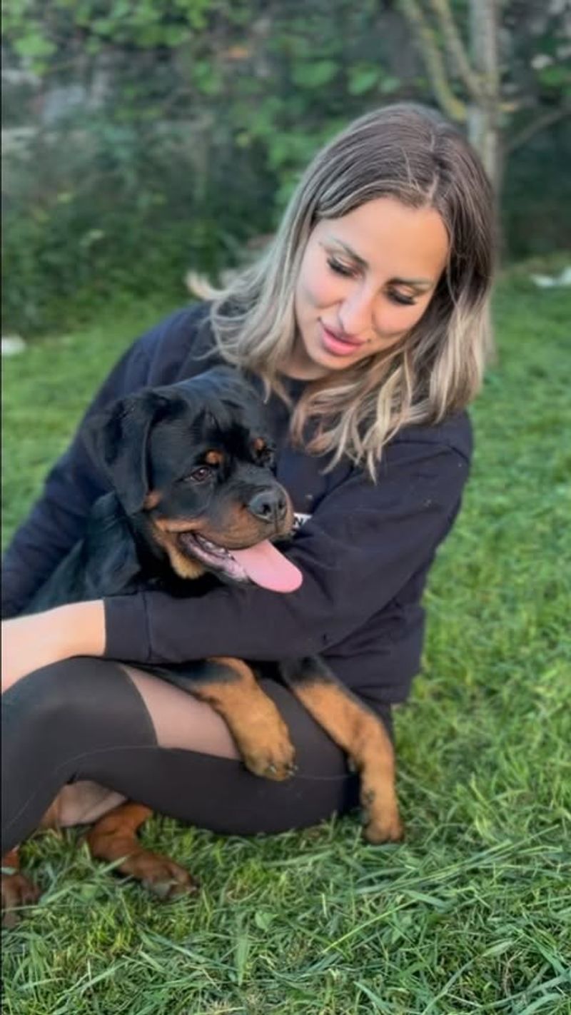 Rottweiler
