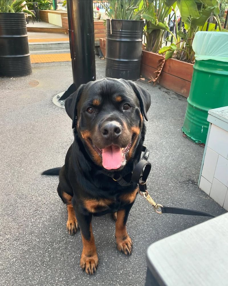 Rottweiler