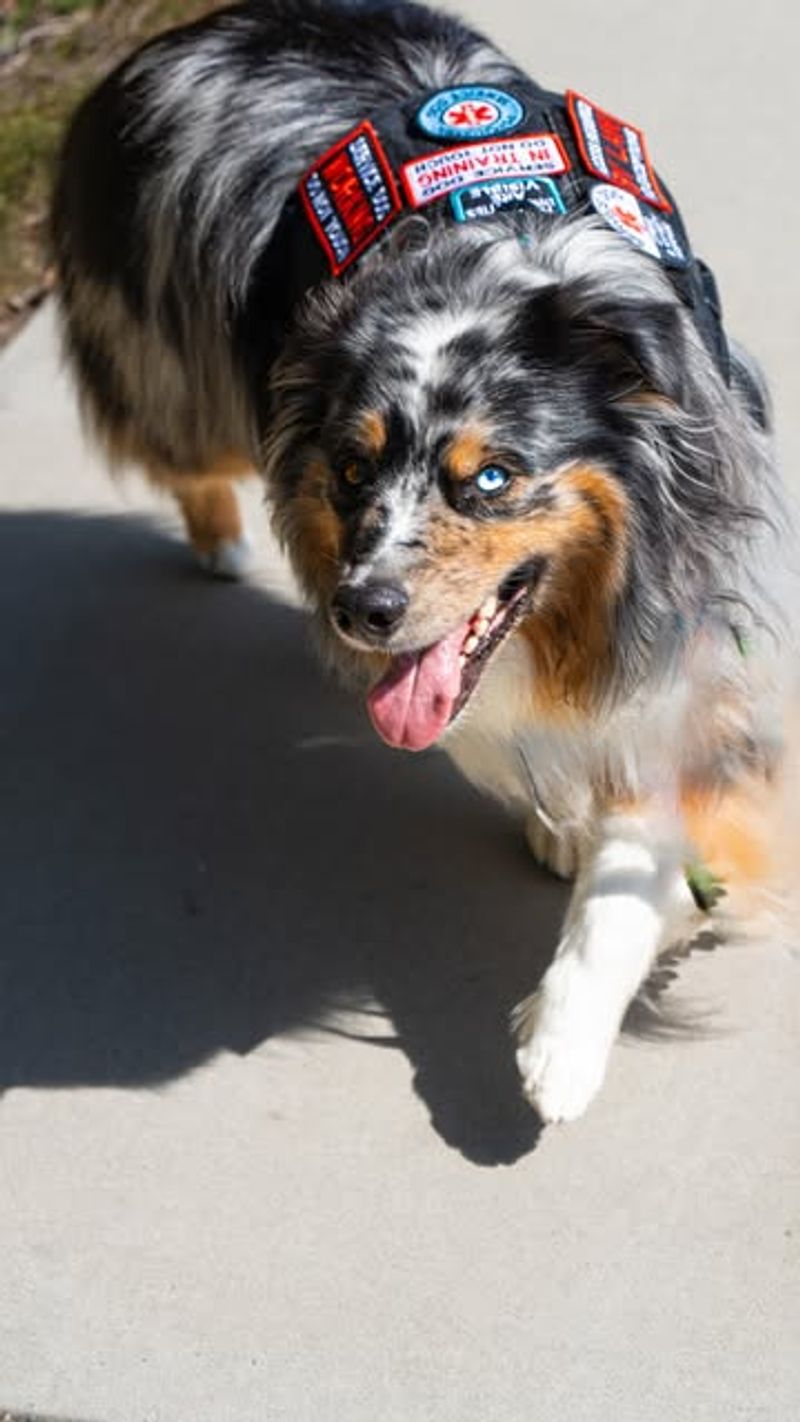 Australian Shepherd