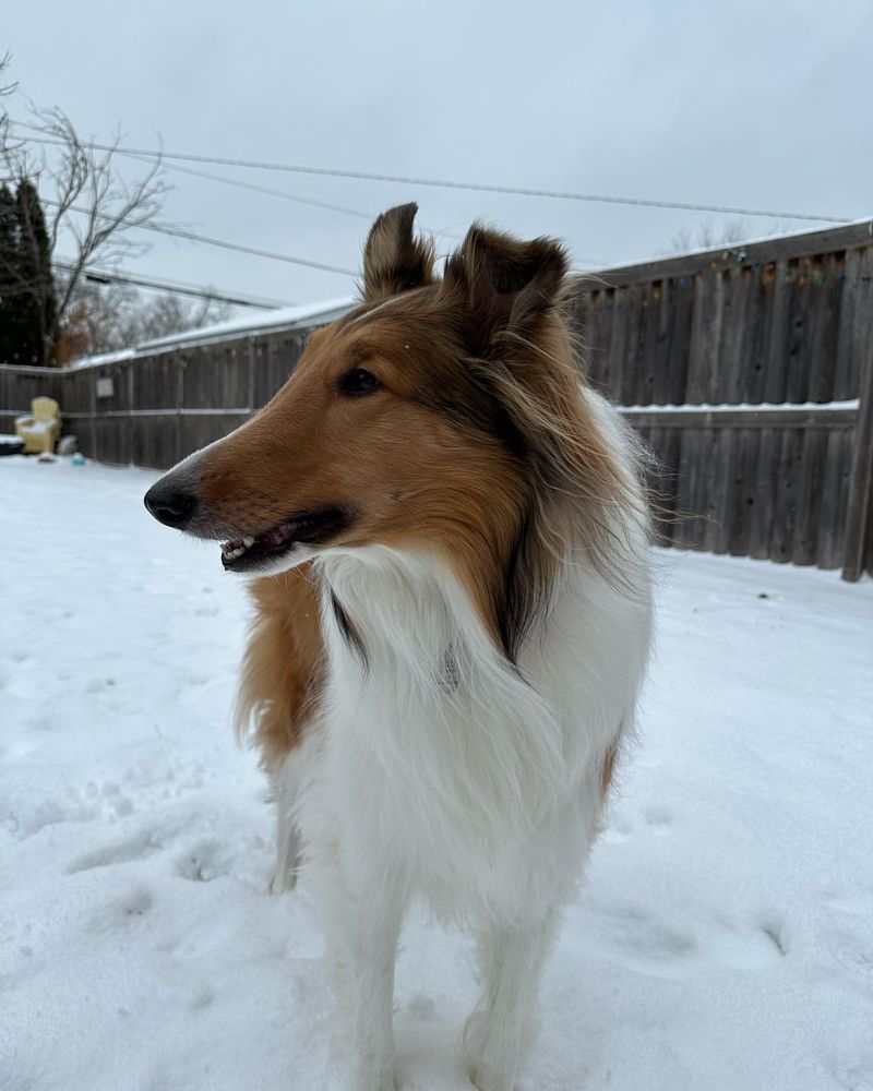 Rough Collie