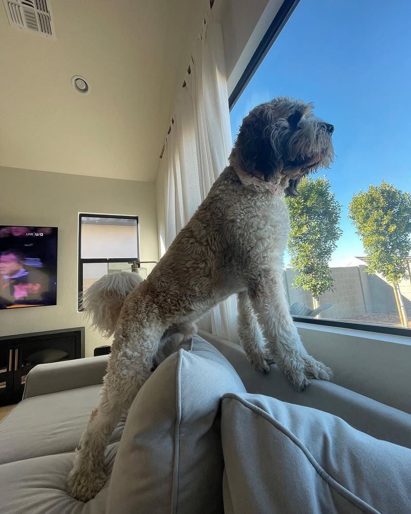 Saint Berdoodle