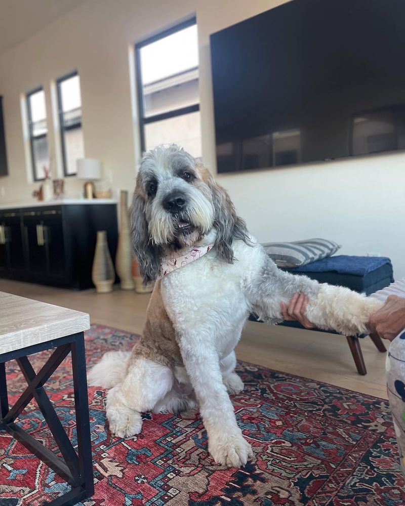 Saint Berdoodle