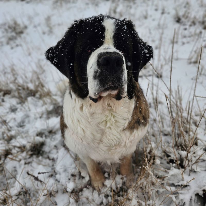 Saint Bernard