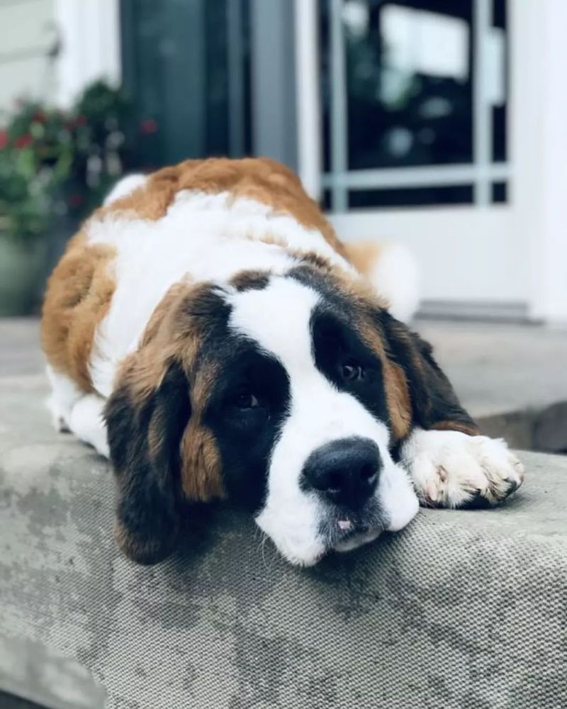 Saint Bernard