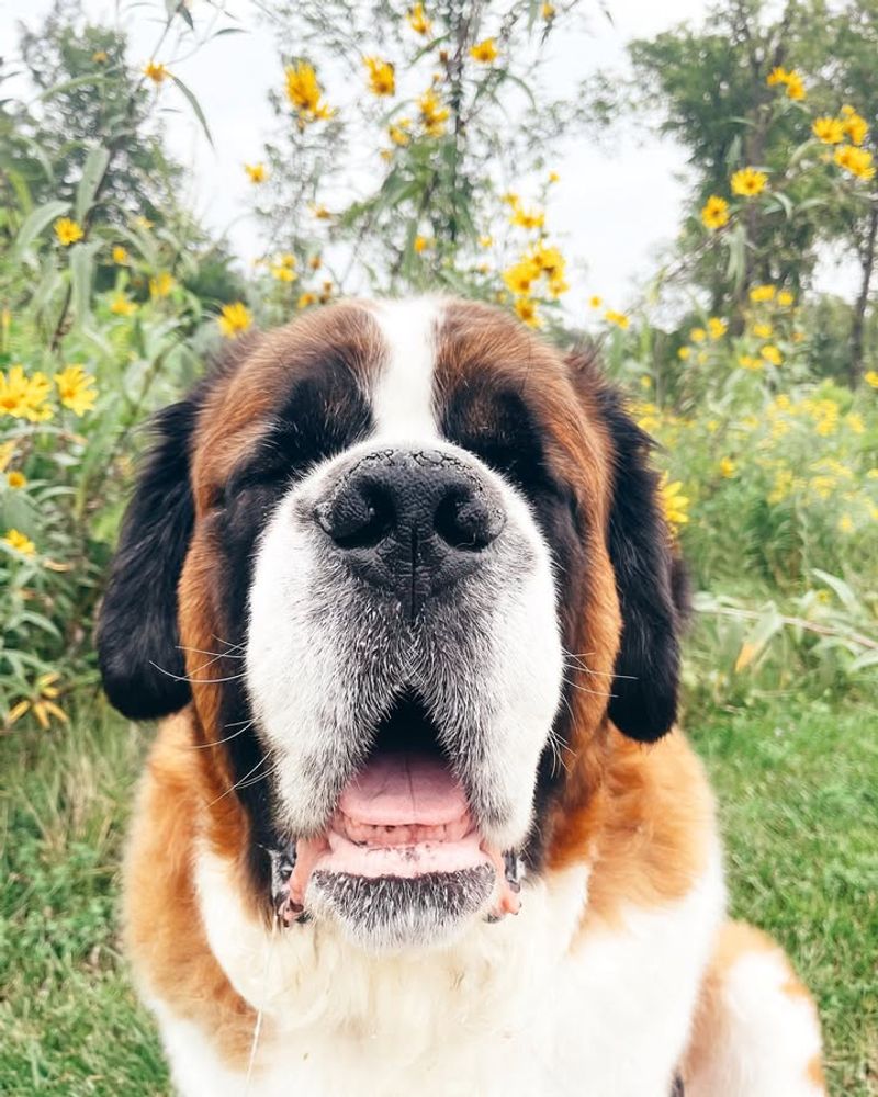 Saint Bernard