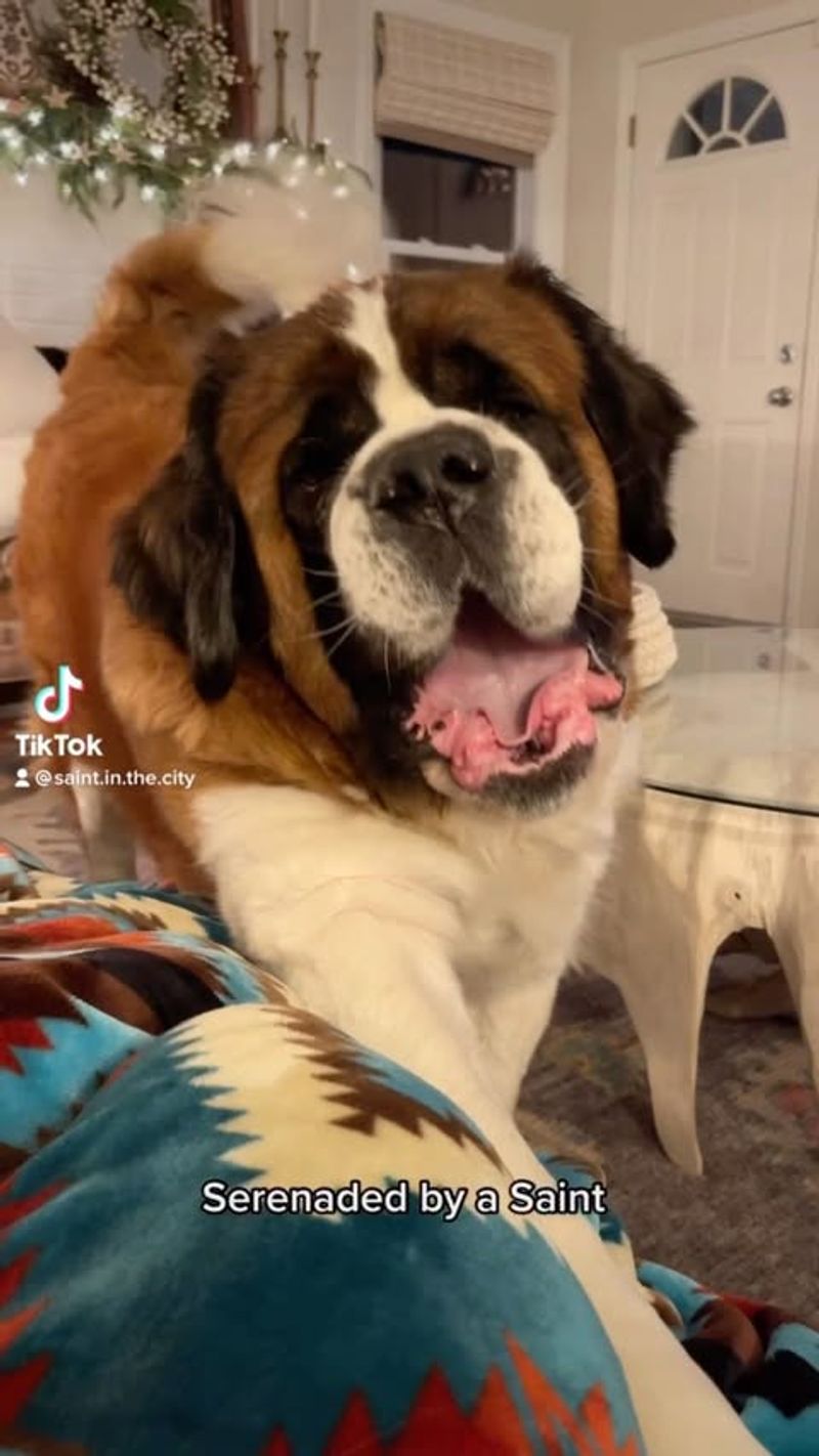 Saint Bernard