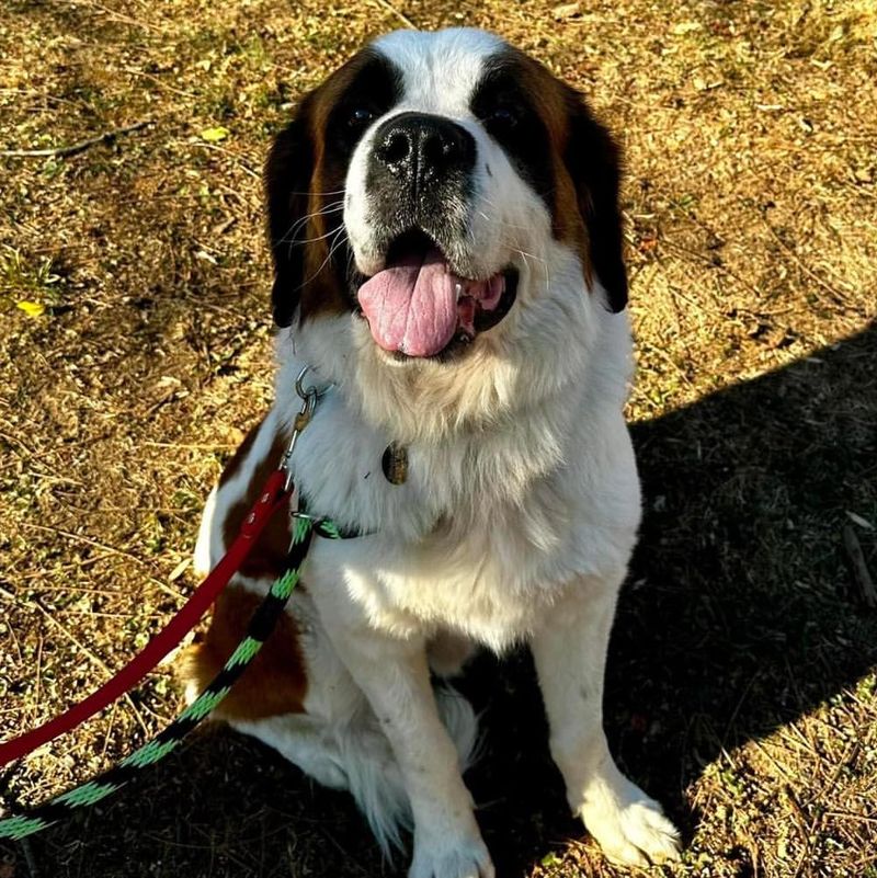 Saint Bernard