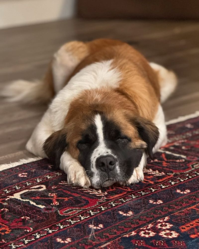 Saint Bernard