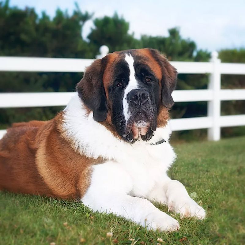 Saint Bernard