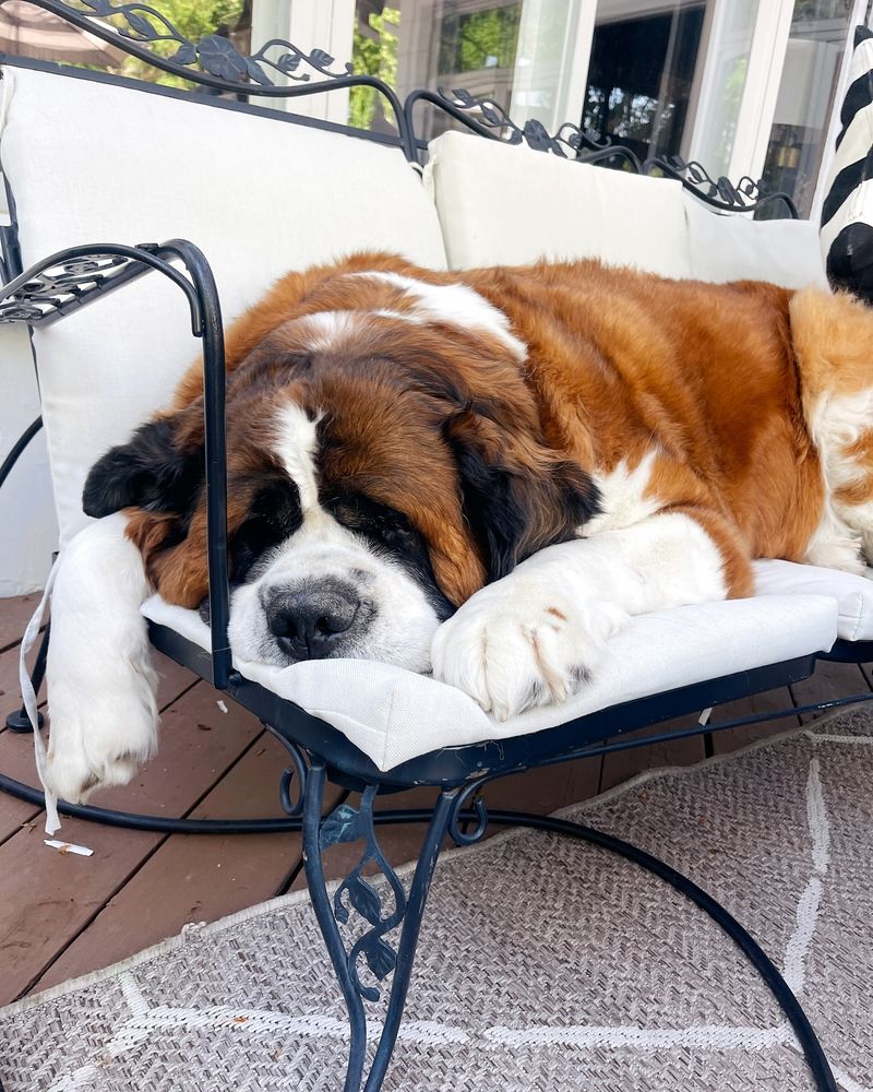 Saint Bernard