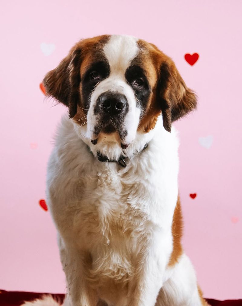 Saint Bernard