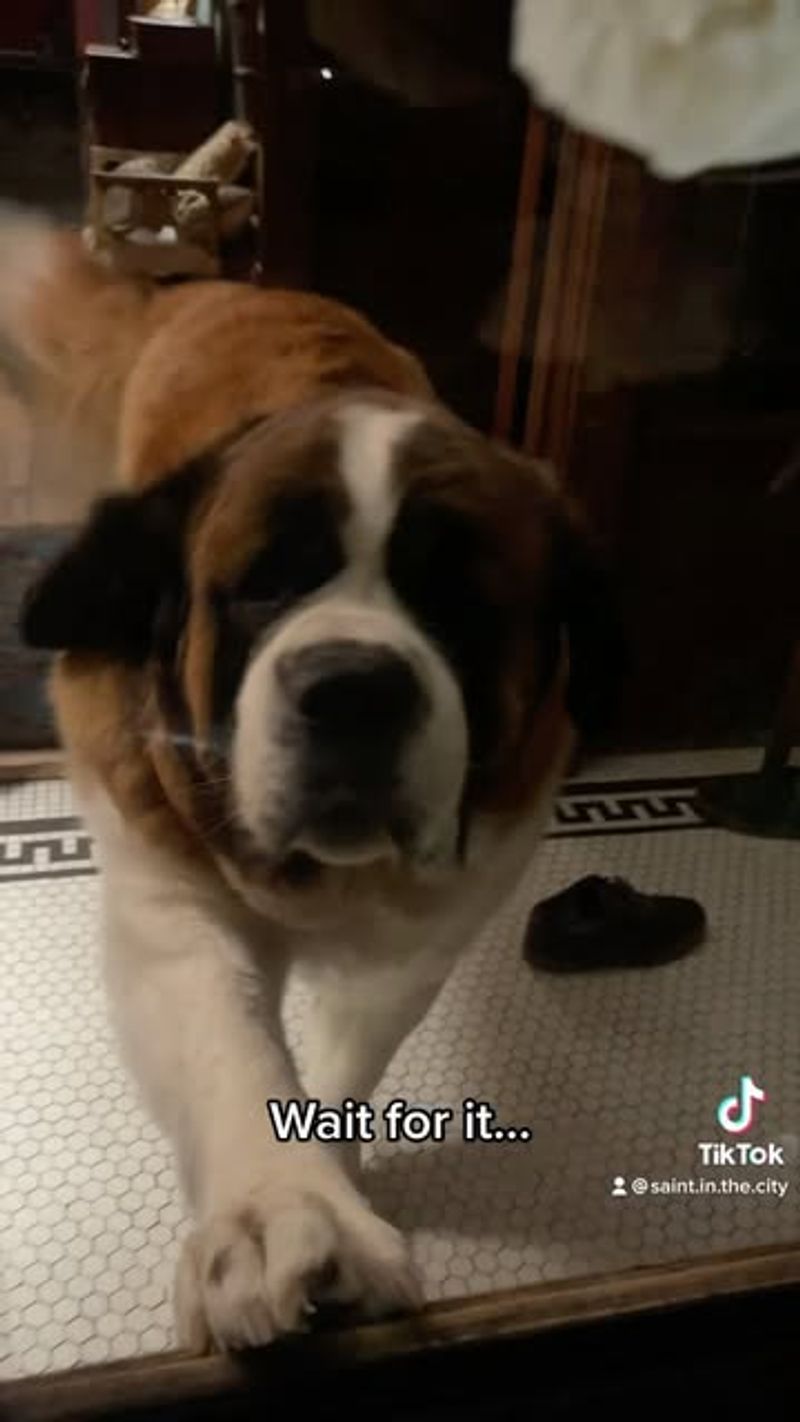 Saint Bernard