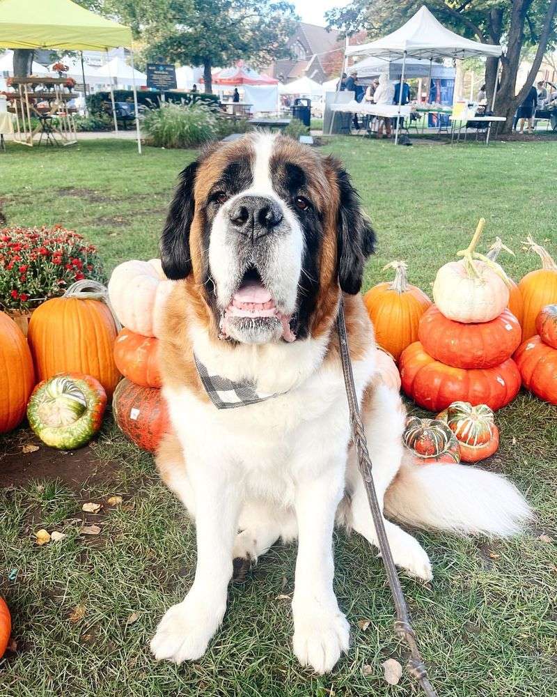 Saint Bernard