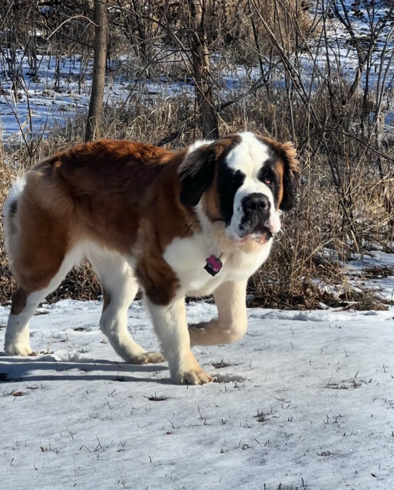 Saint Bernard