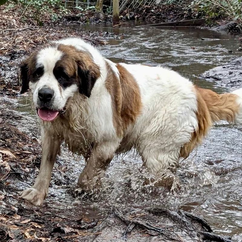 Saint Bernard