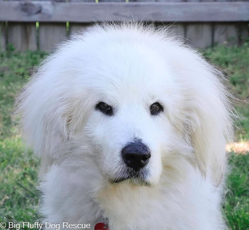 Great Pyrenees