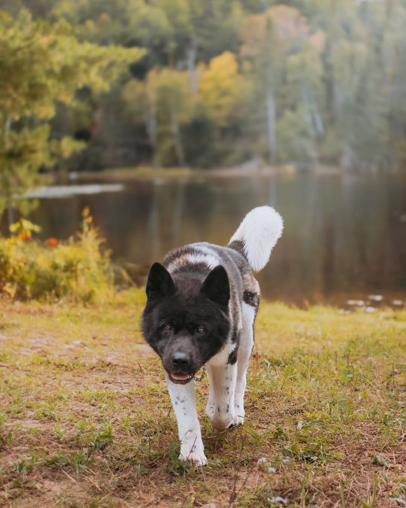 Akita