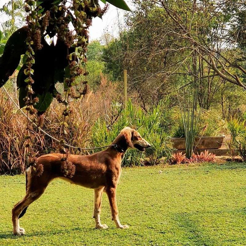 Saluki