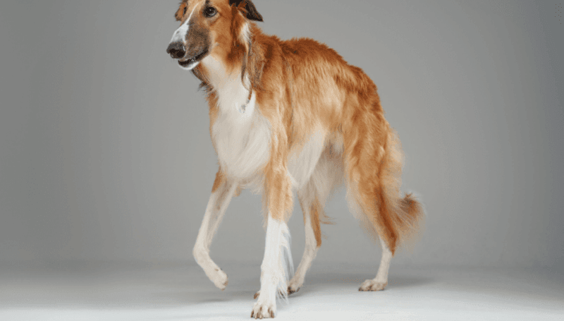 Saluki