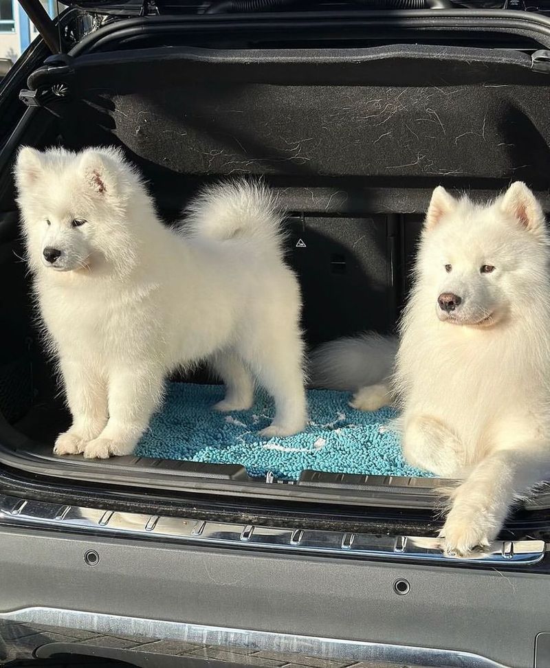 Samoyed