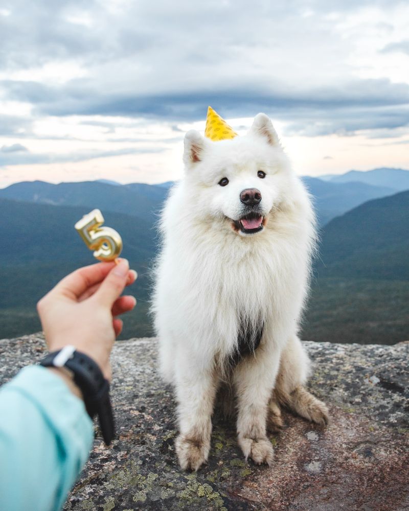 Samoyed