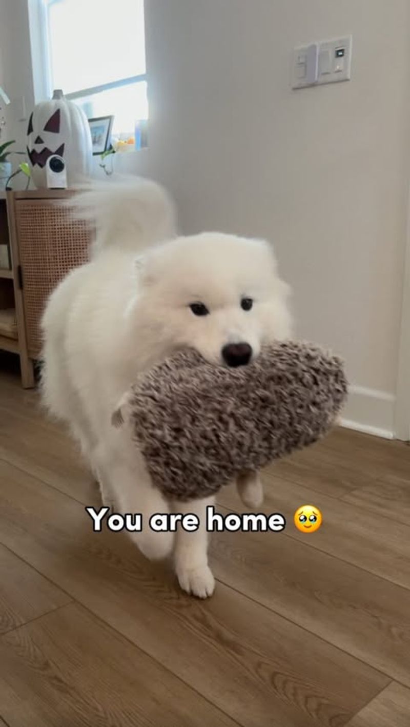 Samoyed