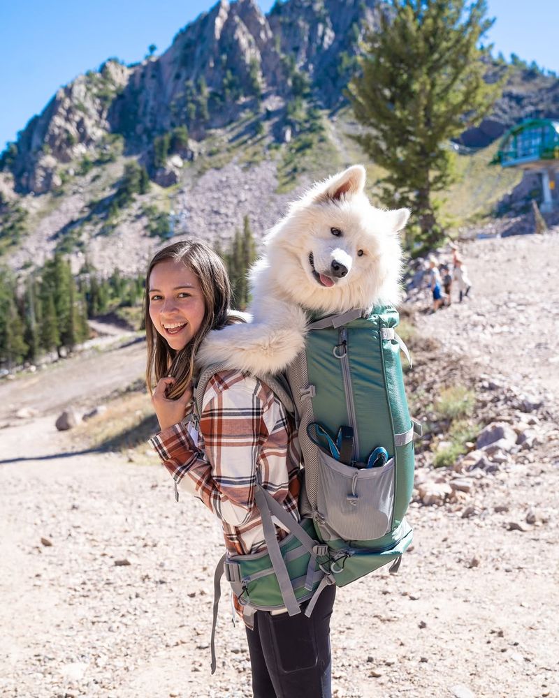 Samoyed