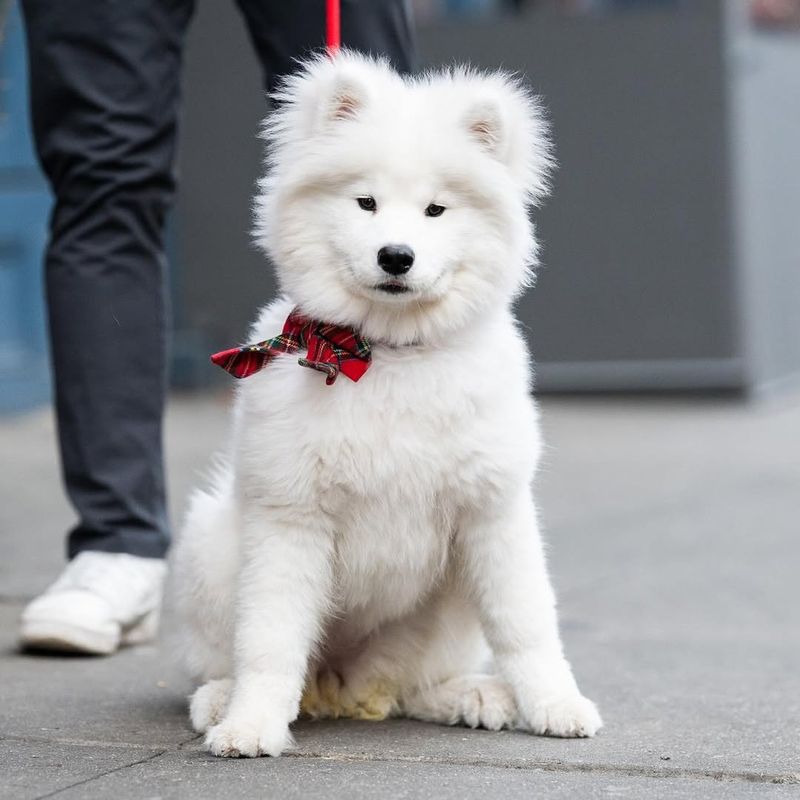 Samoyed