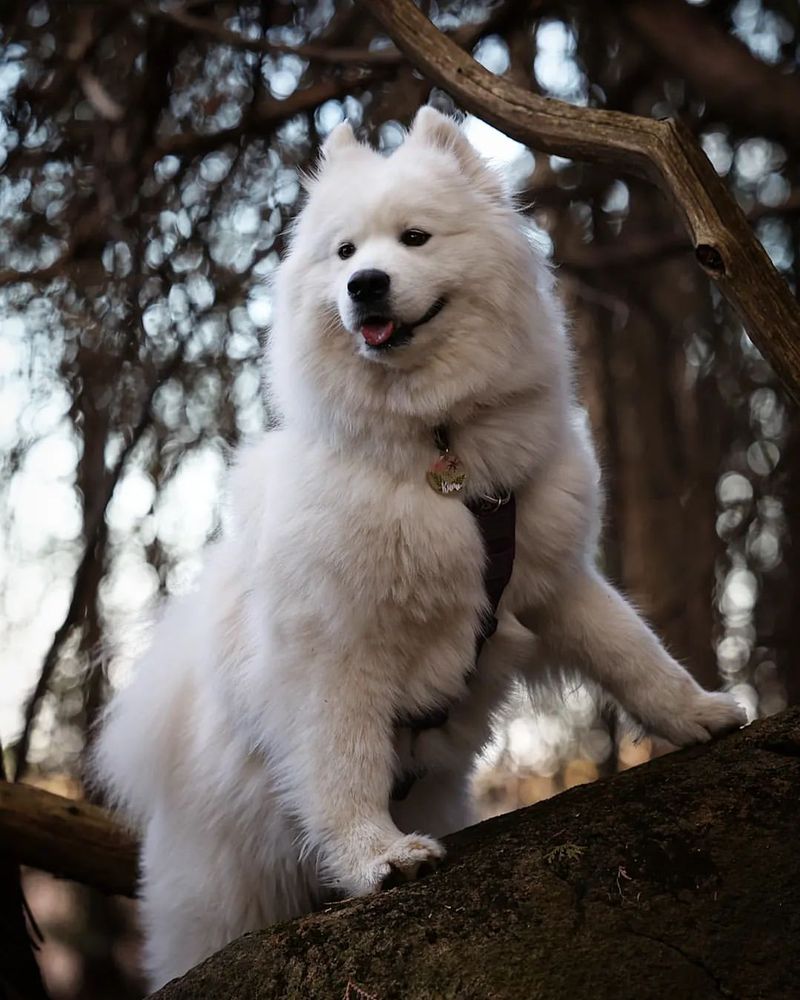 Samoyed