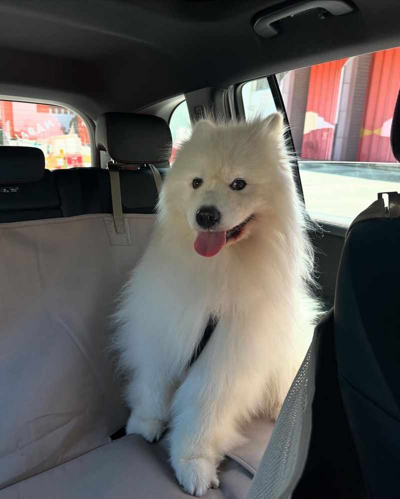 Samoyed