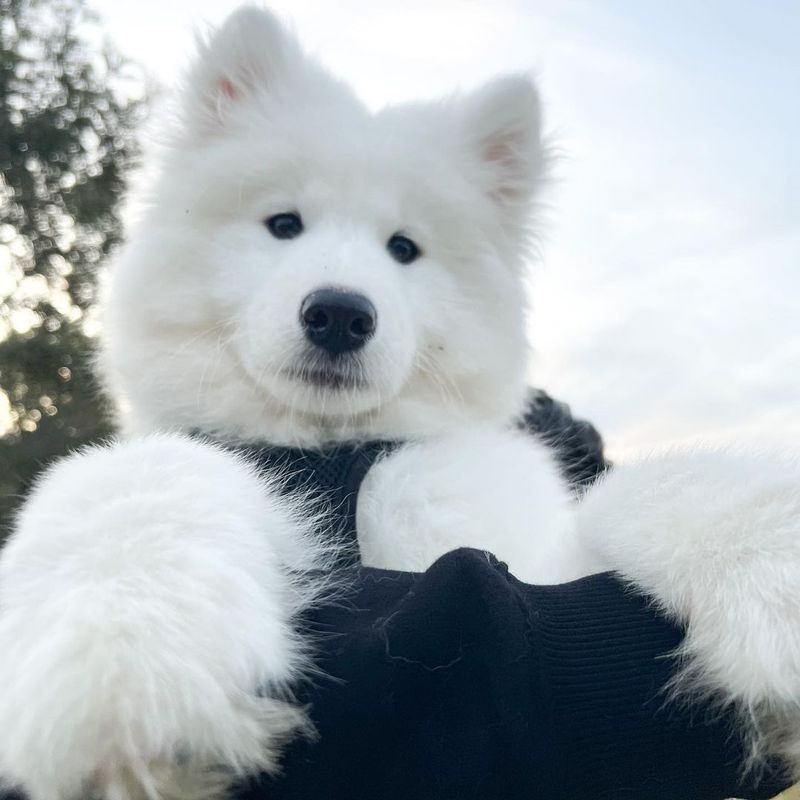 Samoyed