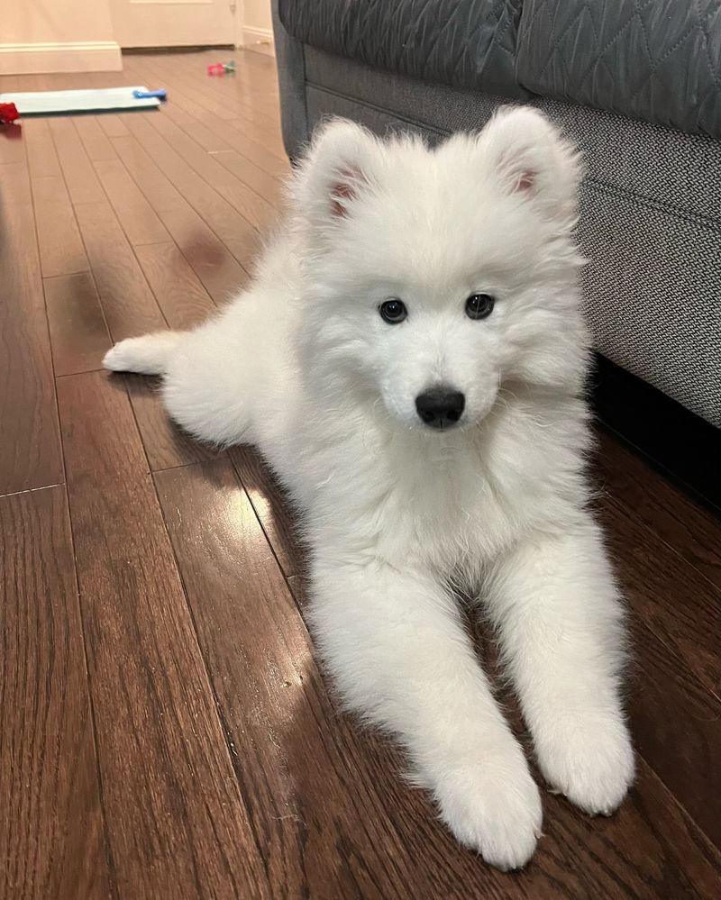 Samoyed