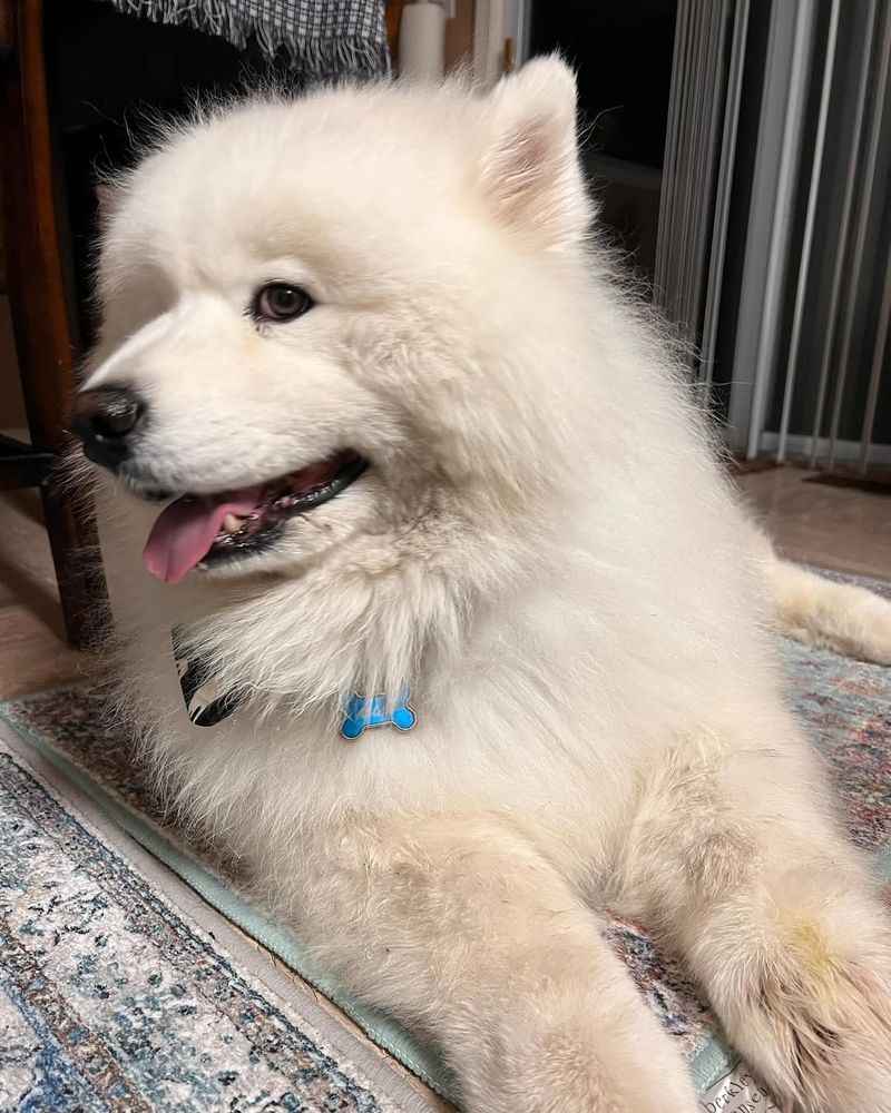 Samoyed