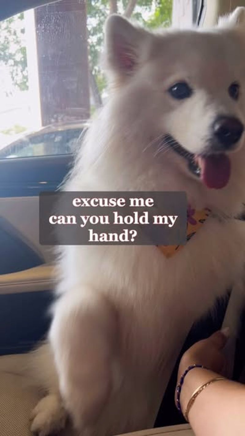Samoyed